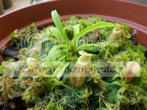 Nglabrata_8-22-11.jpg