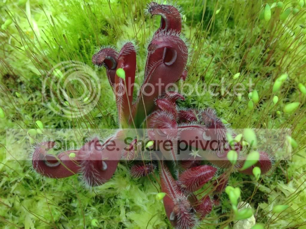 image_zps222dbd0b.jpg