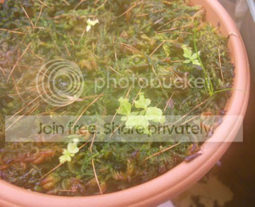 NtrichoXviking_5-17-11.jpg