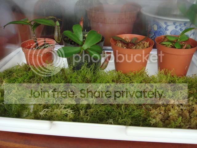 nepenthes_adnata_growing_conditions3.jpg