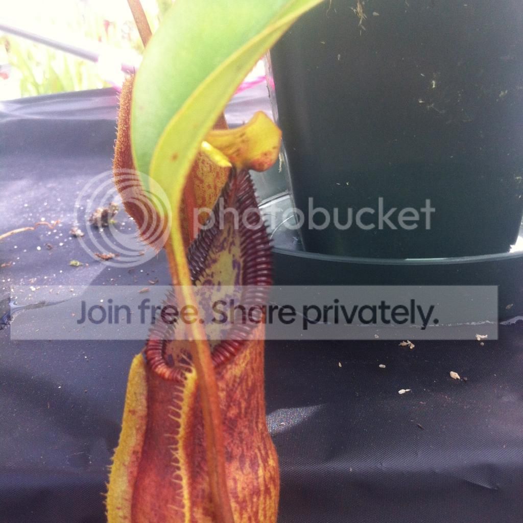 IMG_2393_zps1cb3b693.jpg
