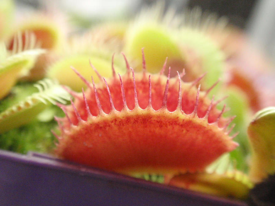 pink_dionaea_by_gemstatecarnivore-d4nlnyl.jpg