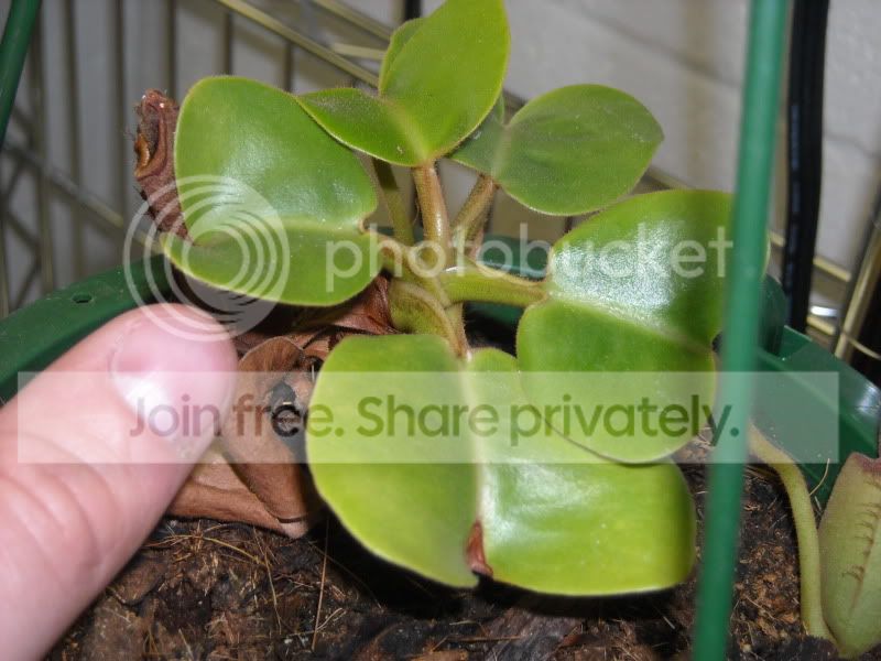 Ntruncata.jpg