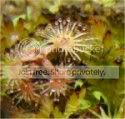 unknowndrosera.jpg