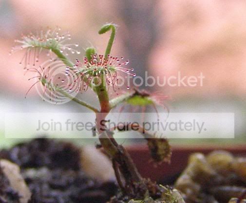 Dmadagascariensis.jpg