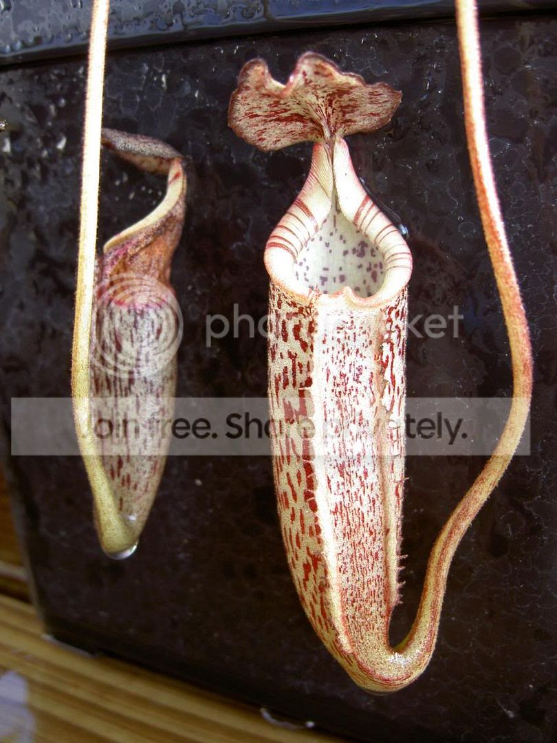 Nepenthesburbidgeae050927.jpg