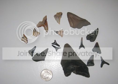 IMG_1287.jpg
