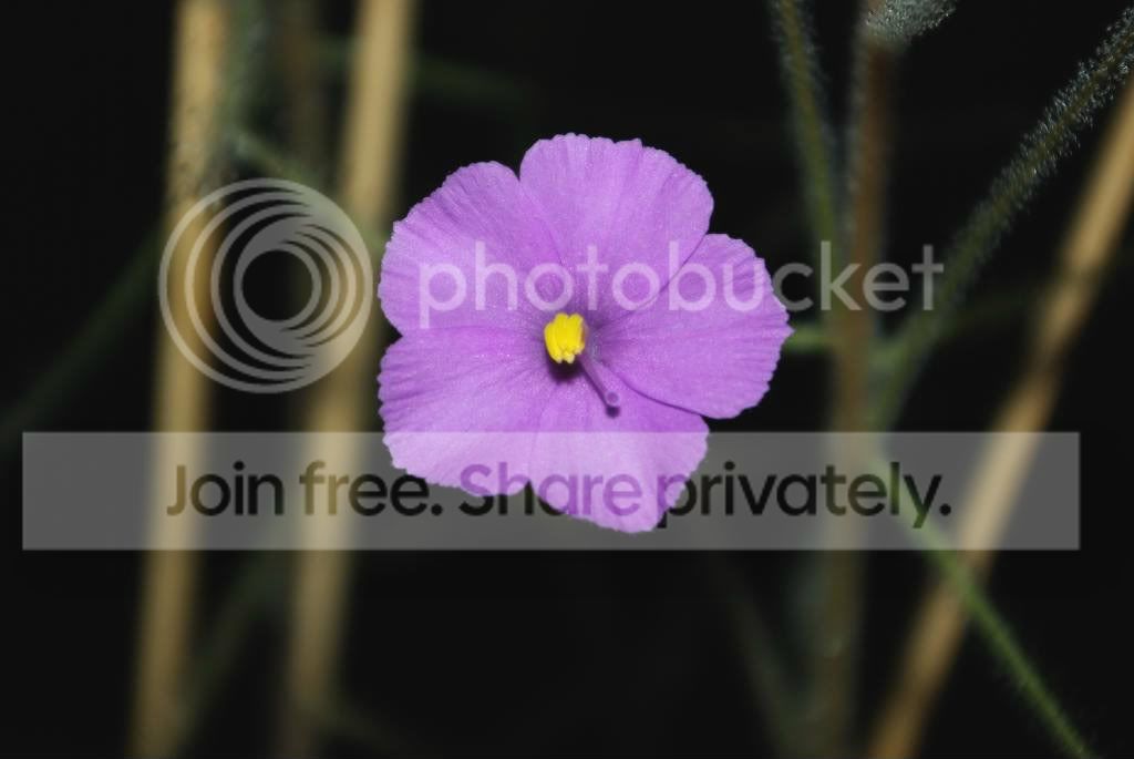 IMGP6173.jpg