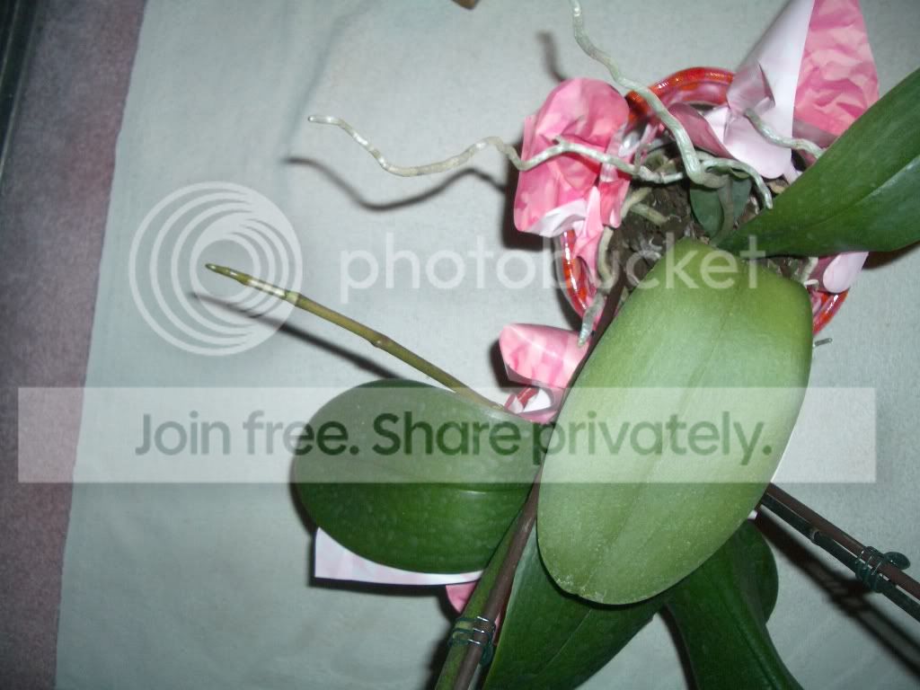 IMGP5884.jpg