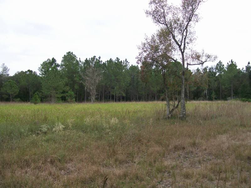field.jpg