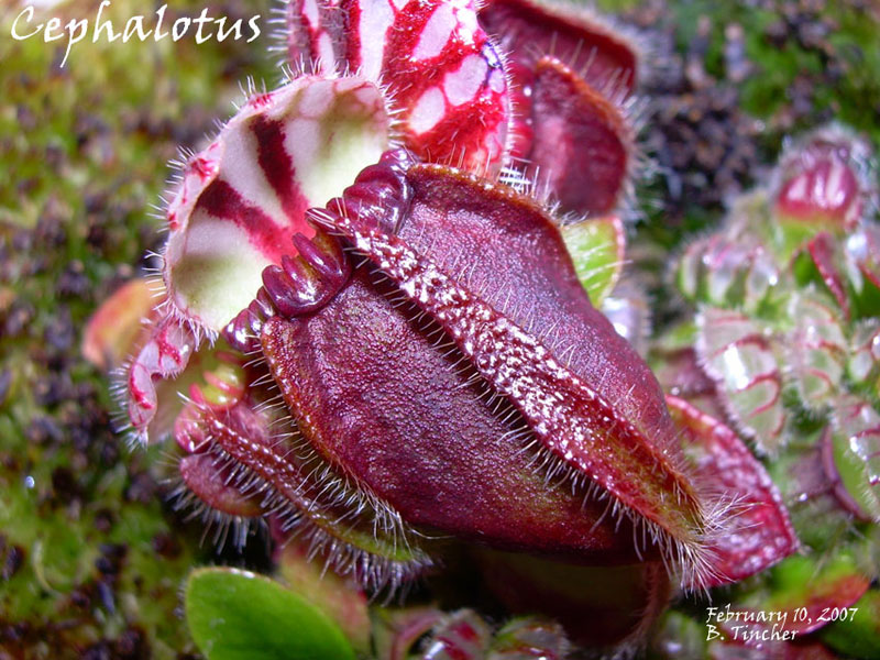 cephalotus2.jpg