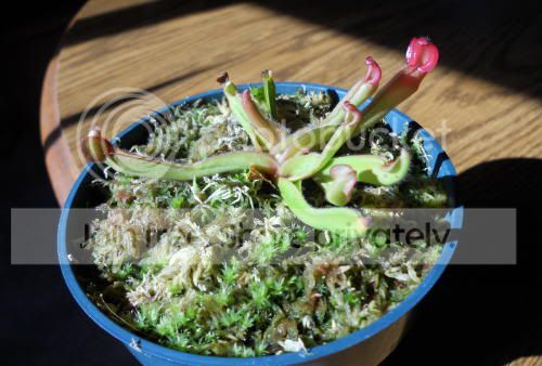 Hnutans_2-19-11.jpg
