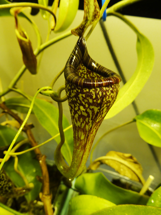 nepenthes-vogelli.jpg