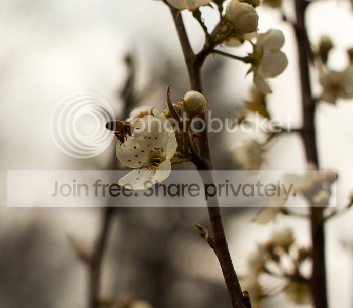 IMG_6486-2_zpse567f01e.jpg