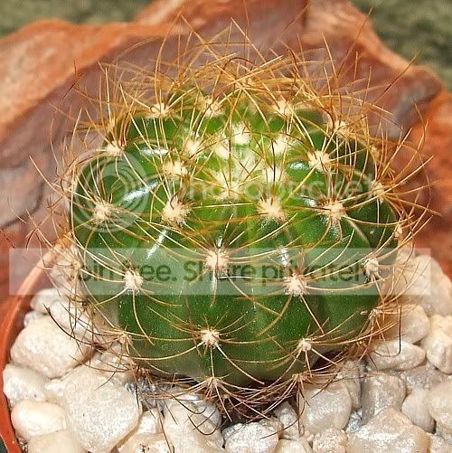 cactuspics08025.jpg