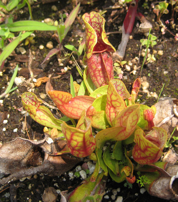 spurpvenosa.jpg