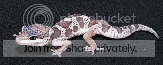 New-Leos-013.jpg