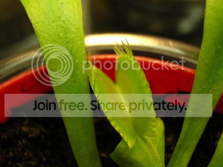 vft1.jpg