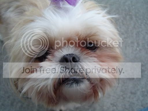 chloe8-23-05_closeup.jpg