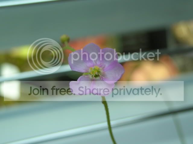 DSCN4747.jpg