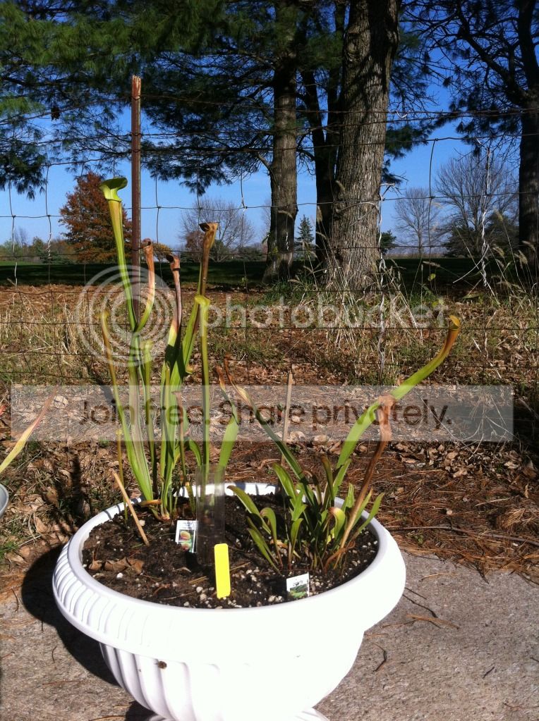 fall2012139_zps4f2cee28.jpg