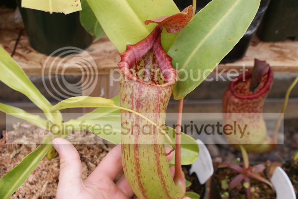 Nepenthes011-2.jpg