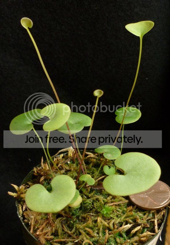 UnephrophyllaxUnelumbifolia070812RS.jpg