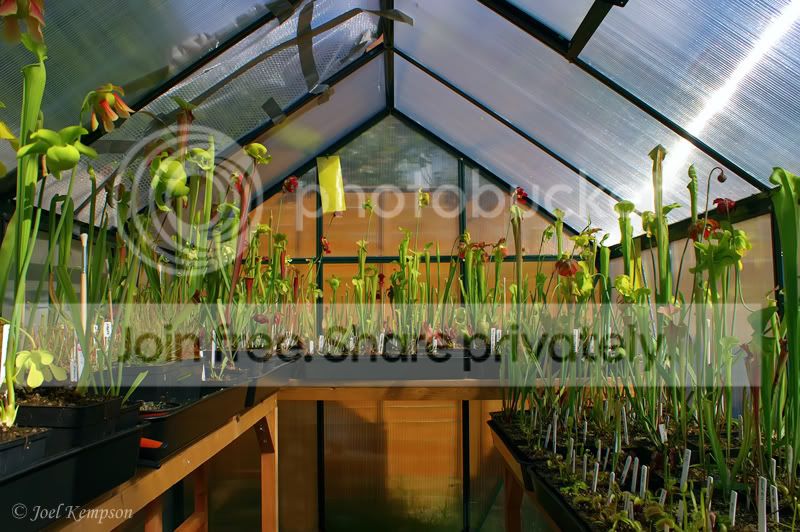 Greenhouse7thMay.jpg
