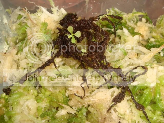 drosera_schizandra.jpg
