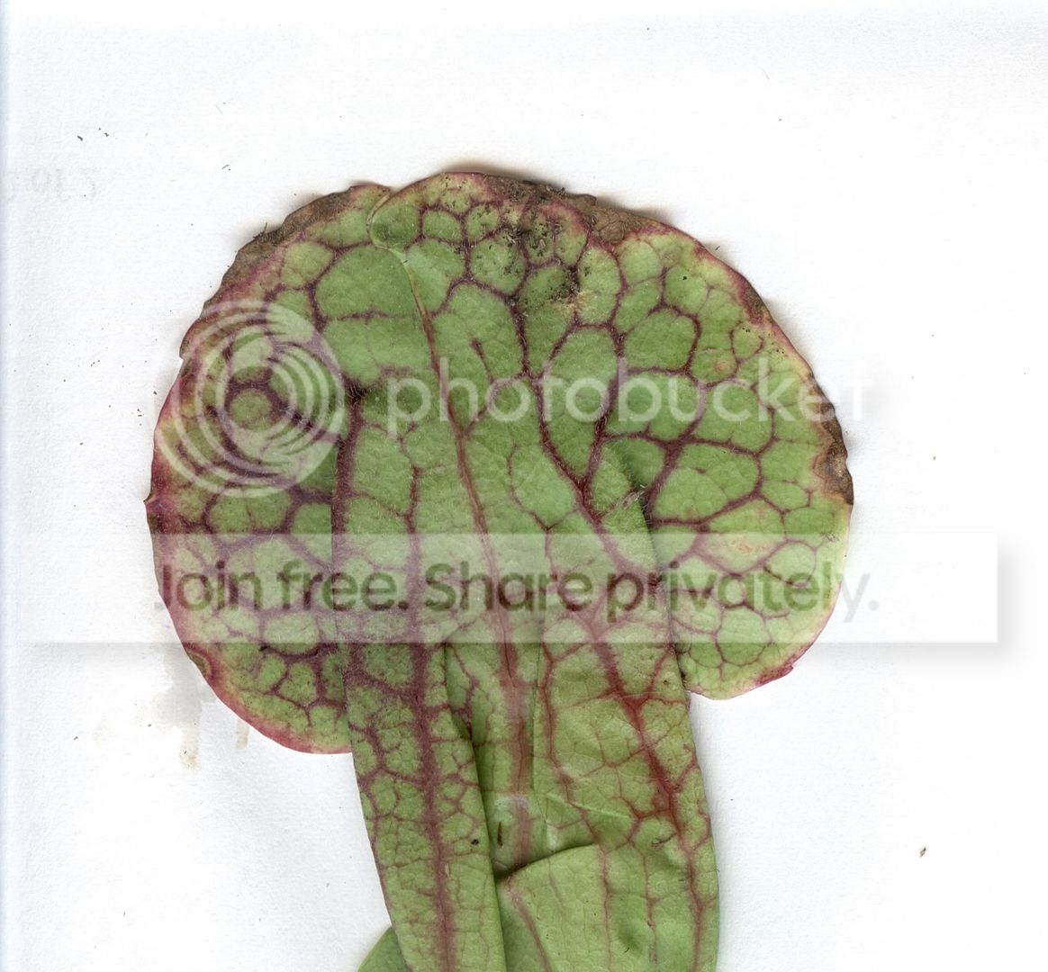 scan0003.jpg