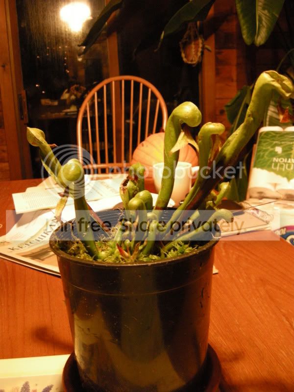 DSCN5710.jpg
