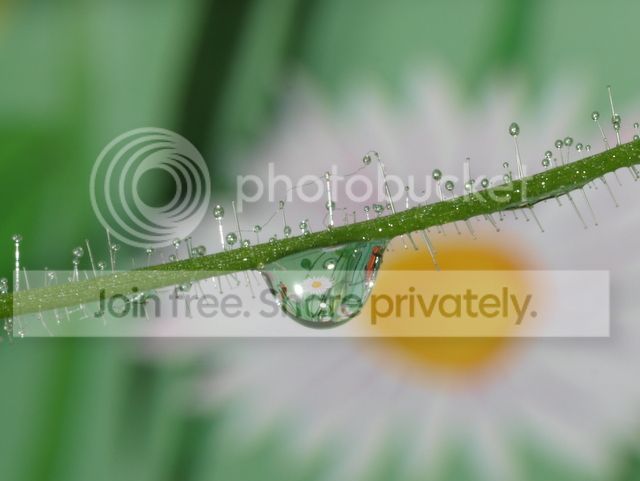 byblis_guehoi_dewdrops3_010912.jpg
