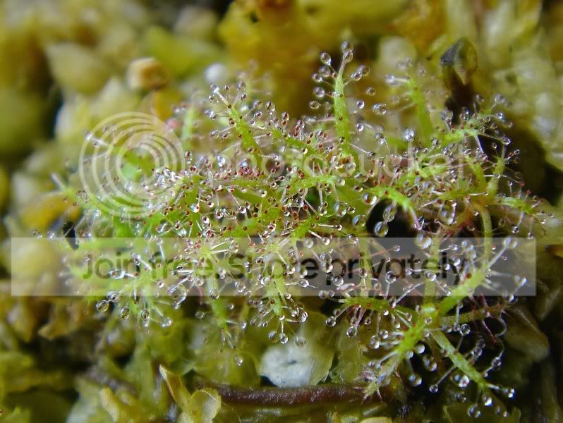 indica1180306lq.jpg
