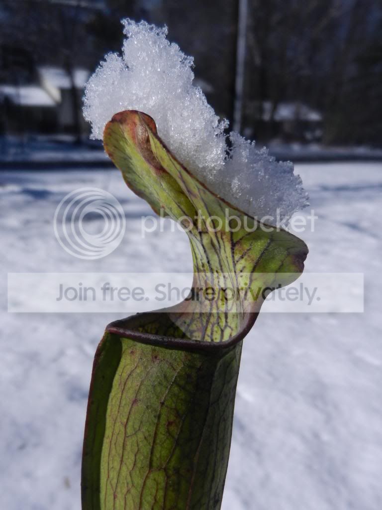 RSCN4839_zpsc6fb402c.jpg