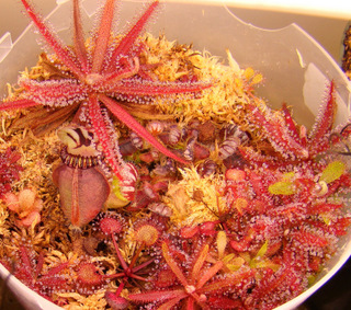 Ceph_pot_post.JPG