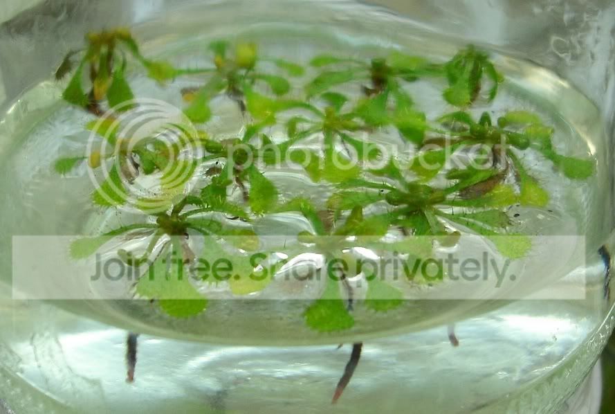 dbrevifoliaBolsaNovaParanaBrasil.jpg