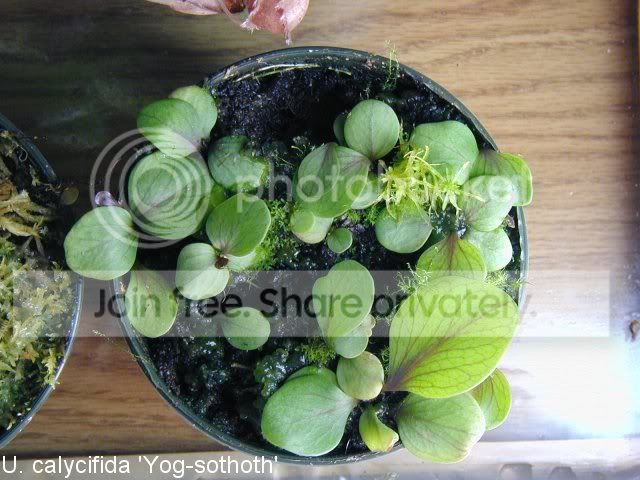 calycifida.jpg