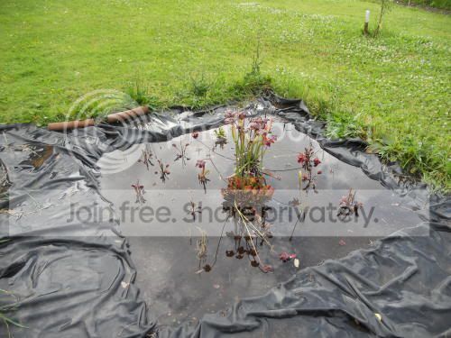 bog_6-23-11.jpg
