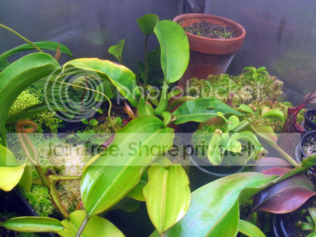 IMG_3101_zpsf8a0a689.jpg