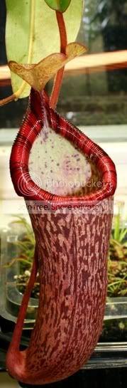 spectabilisxventricosa2.jpg
