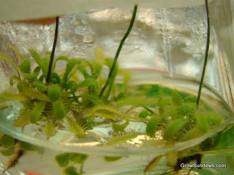 Anglica_Kanaele_tissue_culture_post.JPG