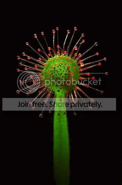 sundew_lamina1.jpg