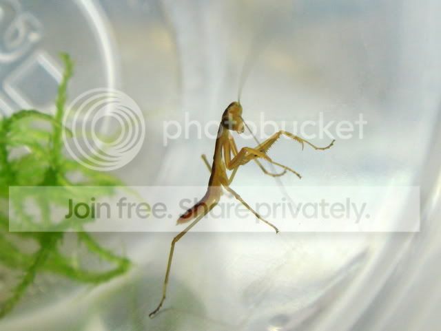 mantid_baby4.jpg