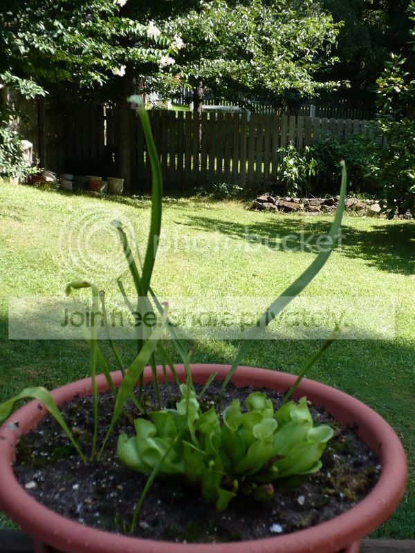 PitcherPlants019.jpg