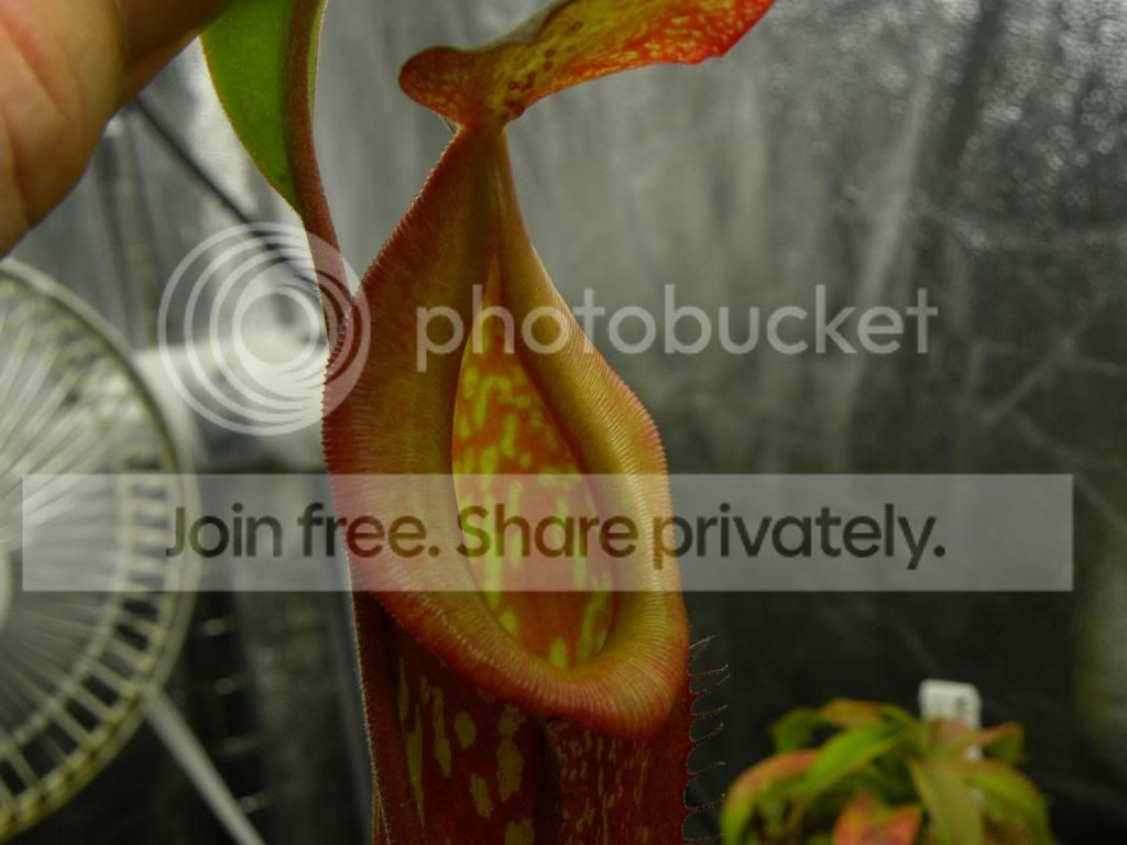 010_zpsc8631980.jpg