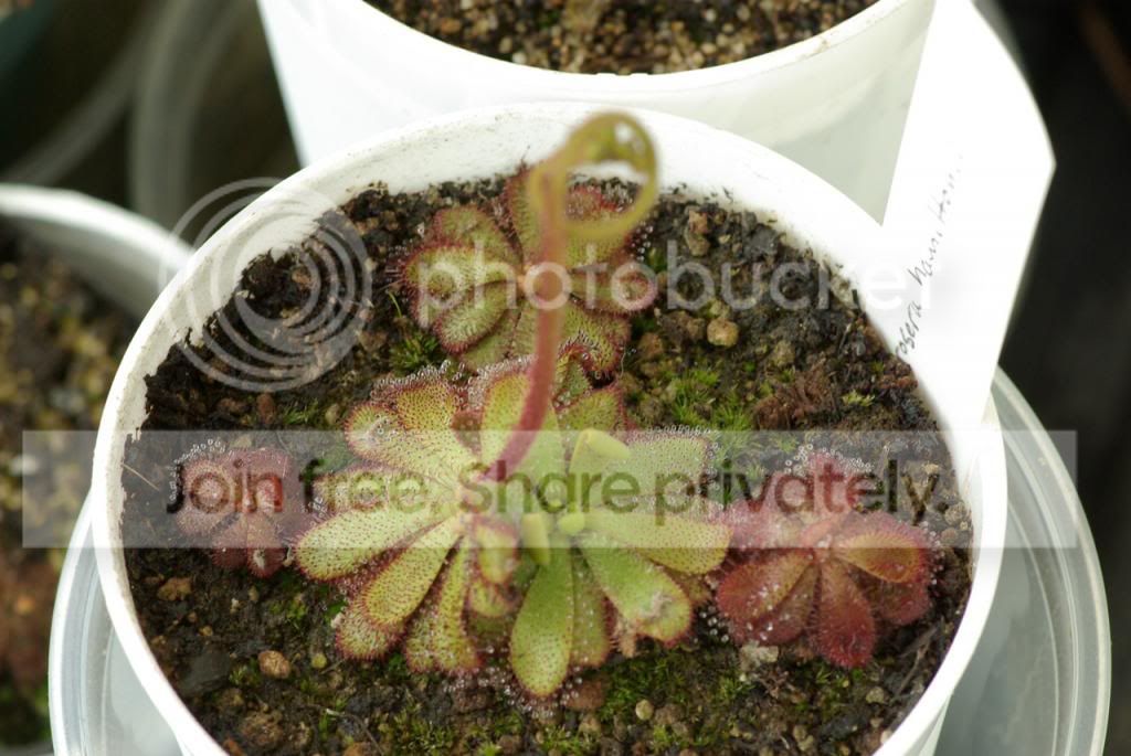 IMGP4077copy.jpg