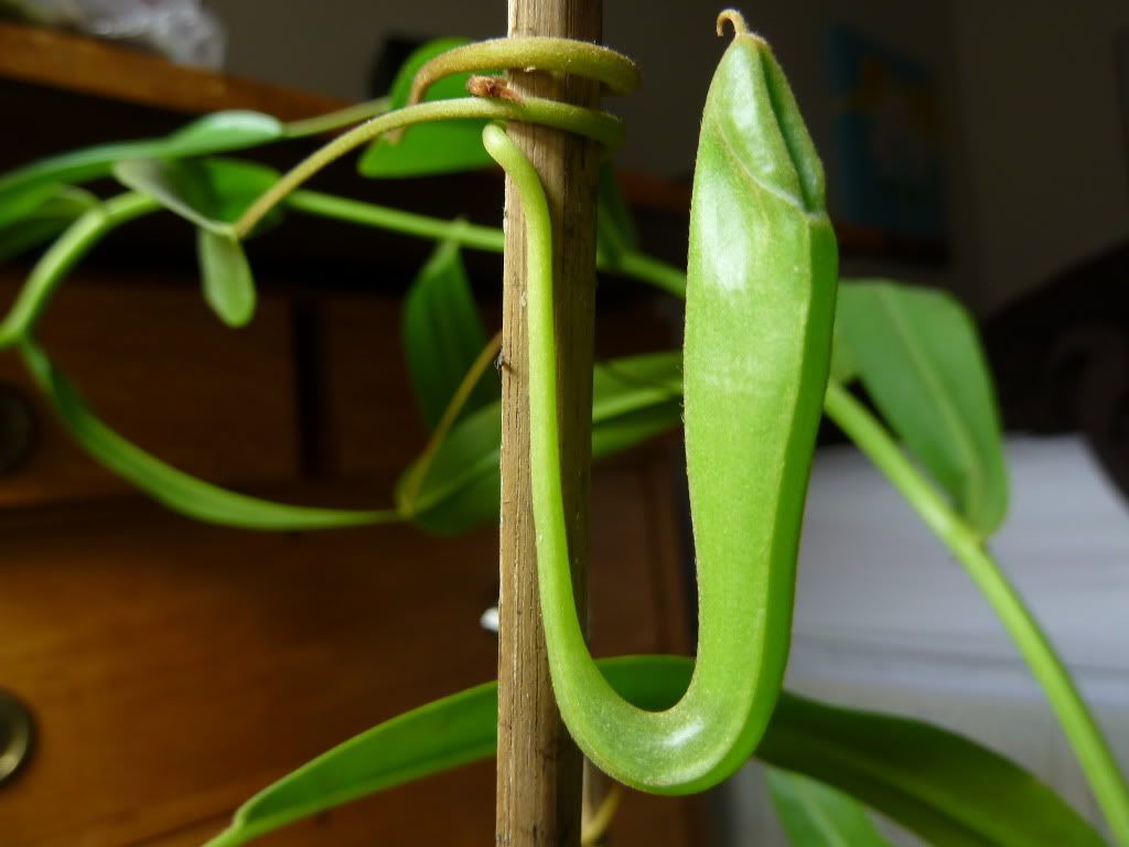 plants10032012005.jpg