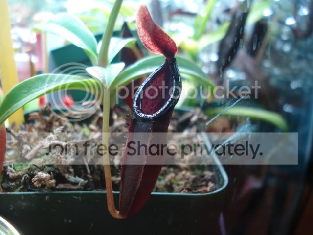 DSC03131.jpg