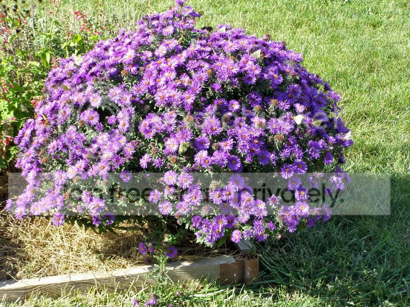 Kelsonflowersandbutterflyssize_edit.jpg