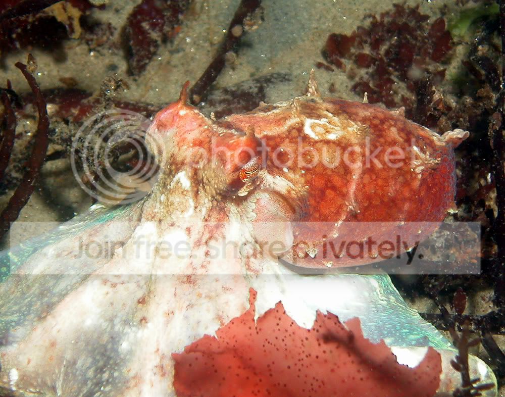 Octopus-II-copy.jpg